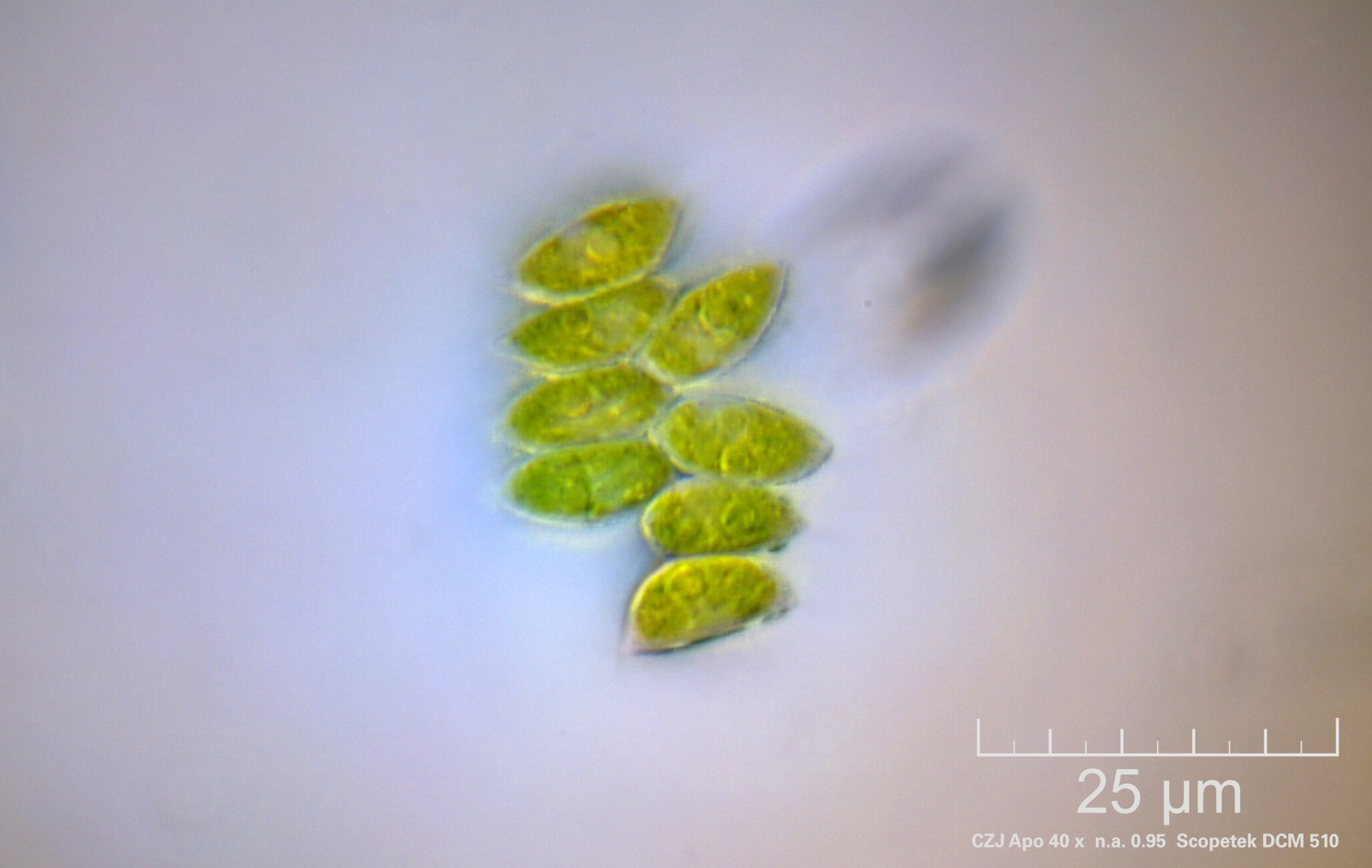 Scenedesmus